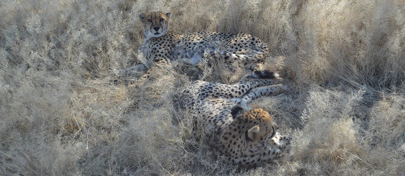 Cheetahs in grasslands