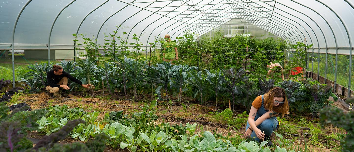 People working with plants in a greenhouse.